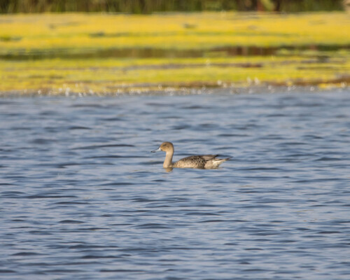 Northern Pintail