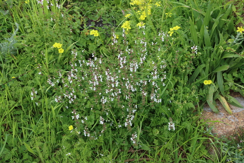 Stachys aethiopica, photograph 5