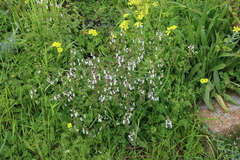 Stachys aethiopica, photograph (c) Tony Rebelo, some rights reserved (CC BY-SA)