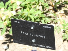 Rosa squarrosa