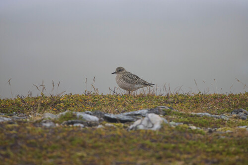 Black-bellied Plover