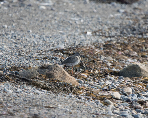 Common Redshank