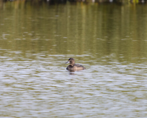 Tufted Duck