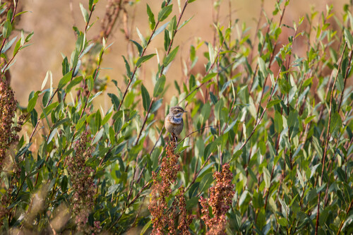 Bluethroat