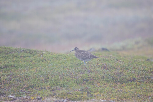 Eurasian Whimbrel