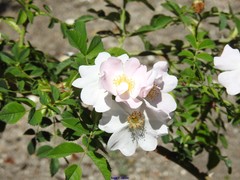 Rosa squarrosa