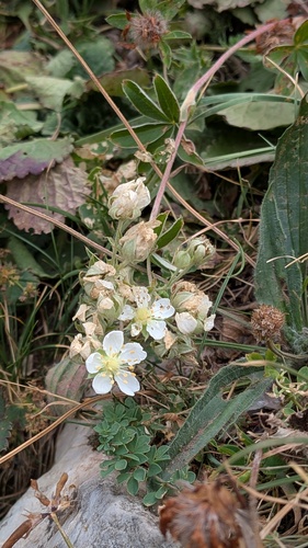 Potentilla alchimilloides, photograph 1