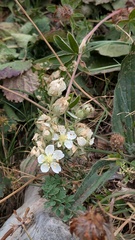 Potentilla alchimilloides