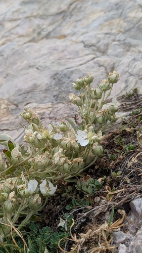 Potentilla alchimilloides, photograph 2