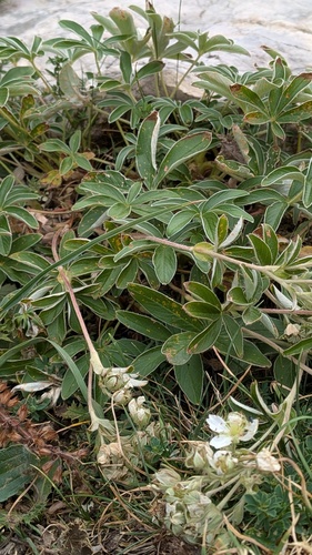 Potentilla alchimilloides, photograph 3