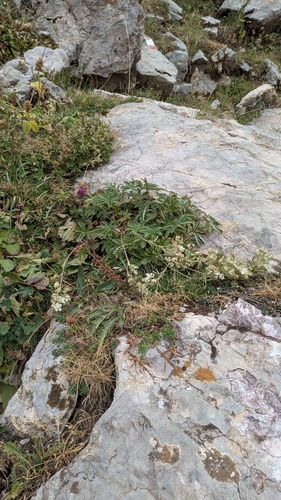 Potentilla alchimilloides, photograph 4