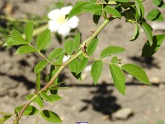 Rosa squarrosa