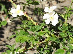 Rosa squarrosa