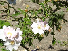 Rosa squarrosa
