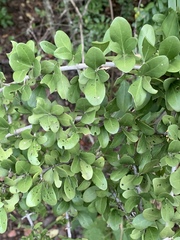 Pyrostria hystrix