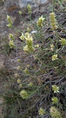 Sideritis hyssopifolia, photograph (c) frangp, some rights reserved (CC BY)