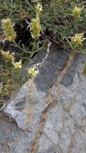 Sideritis hyssopifolia, photograph 6