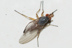 Tephrochlamys flavipes