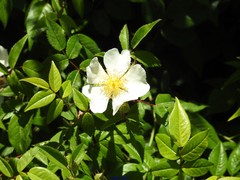 Rosa moschata