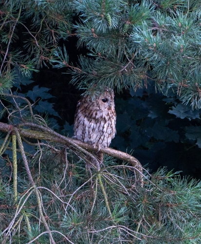 Tawny Owl