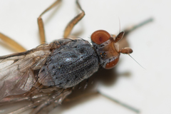 Tephrochlamys flavipes