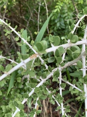 Pyrostria hystrix
