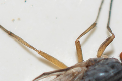 Tephrochlamys flavipes