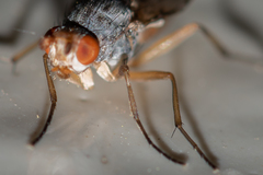 Tephrochlamys flavipes