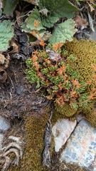 Saxifraga hariotii, photograph (c) frangp, some rights reserved (CC BY)