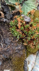 Saxifraga hariotii