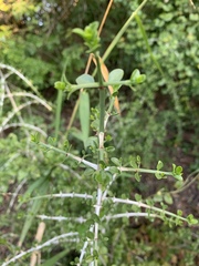 Pyrostria hystrix