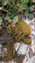 Saxifraga hariotii, photograph (c) frangp, some rights reserved (CC BY)