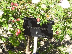 Rosa deseglisei