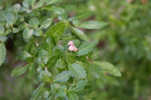 Azara lanceolata, photograph 1