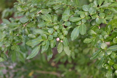 Azara lanceolata