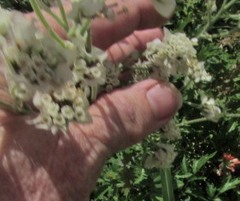 Hymenopappus artemisiifolius