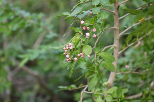 Azara lanceolata, photograph 3
