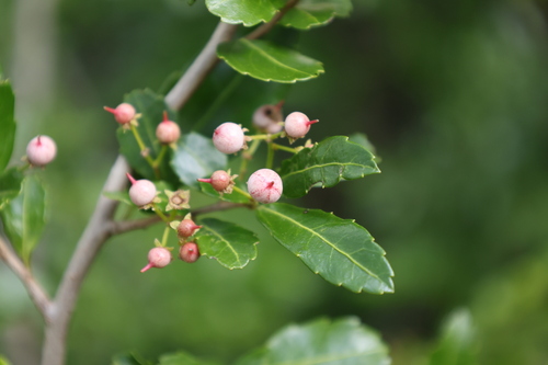 Azara lanceolata, photograph 5