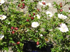 Rosa deseglisei