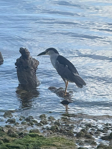 Nycticorax nycticorax observed 2026-08-22