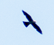 Mississippi Kite