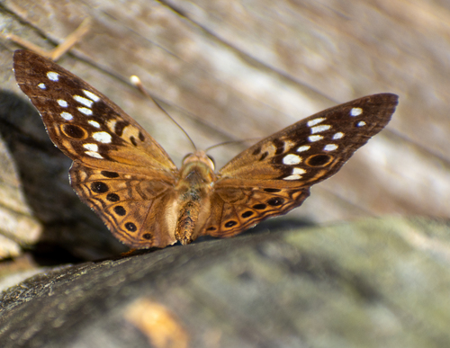 Hackberry Emperor