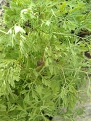 Fumaria officinalis