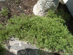 Fumaria officinalis