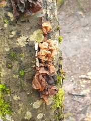 Phaeotremella foliacea