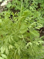 Fumaria officinalis