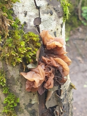 Phaeotremella foliacea