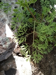 Fumaria officinalis