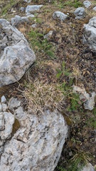Carex sempervirens, photograph (c) frangp, some rights reserved (CC BY)