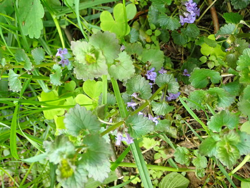 Šliaužiančioji tramažolė